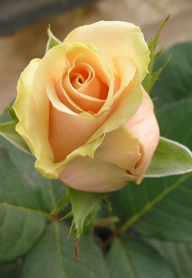 Beige Rose