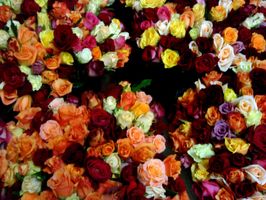 viele orange rosen