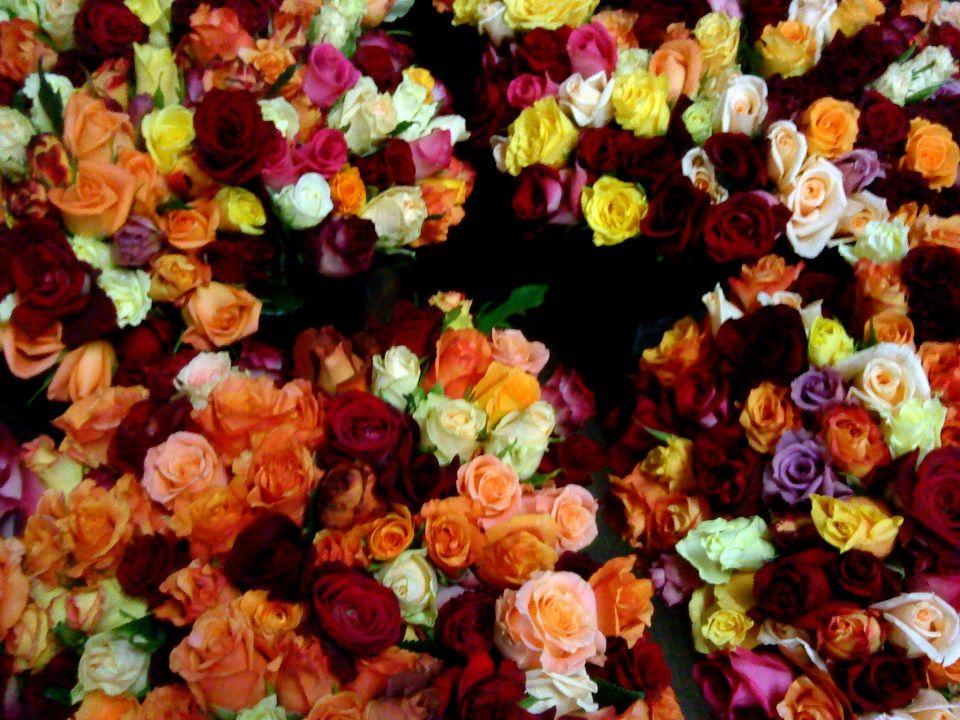 viele orange rosen