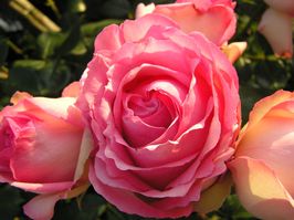 Schöne Rose