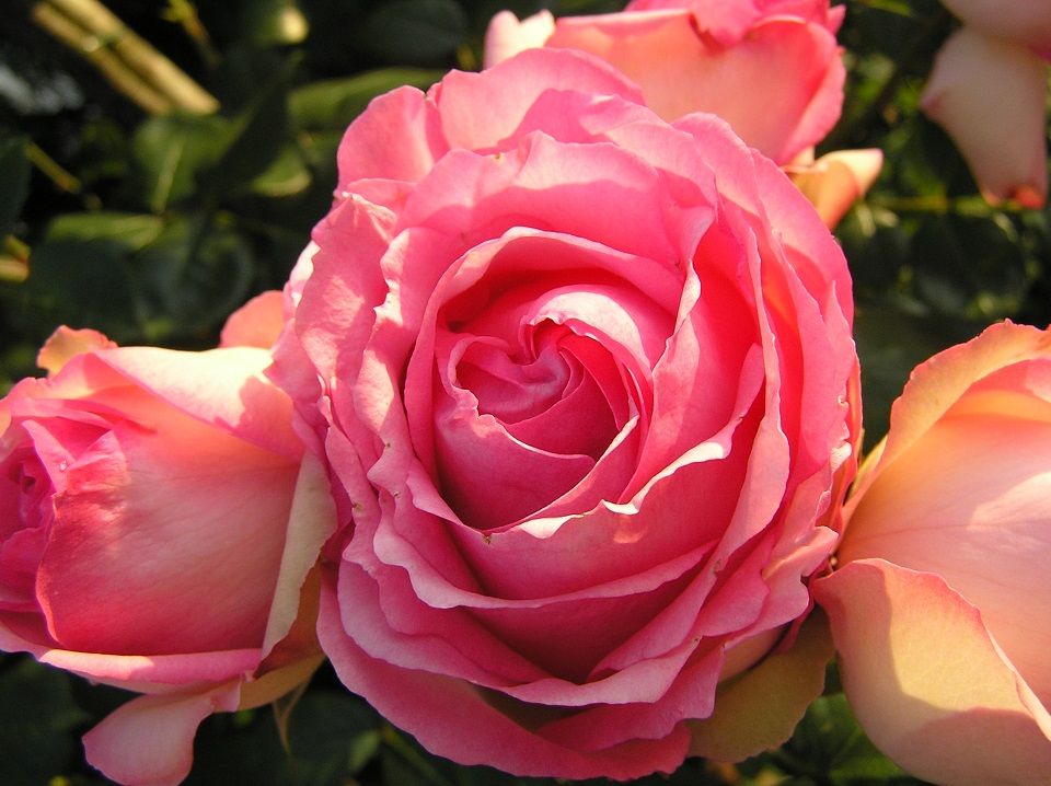 Schöne Rose
