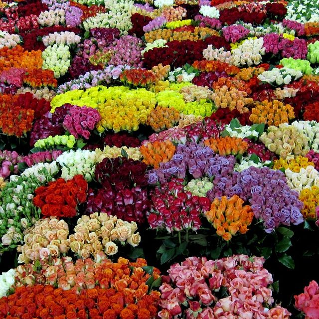 gelb, rot und orange Rosen2