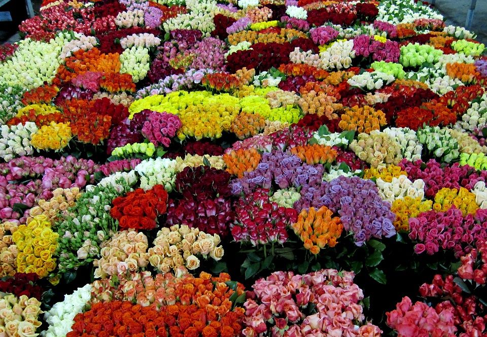 gelb, rot und orange Rosen2