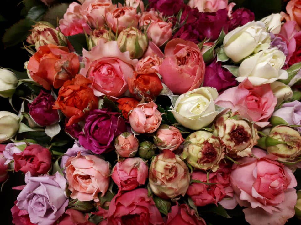 viele bunte Rosen
