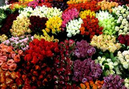gelb, rot und orange Rosen3