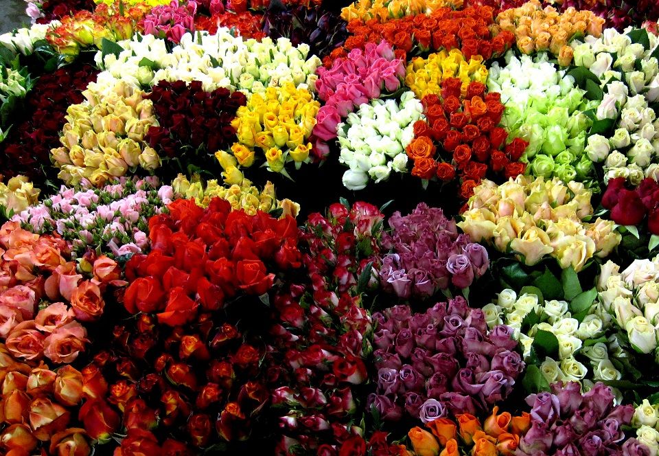 gelb, rot und orange Rosen3