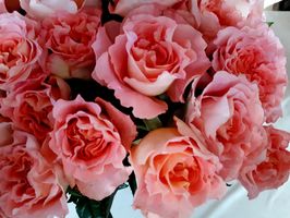Rosa weiße Rosen