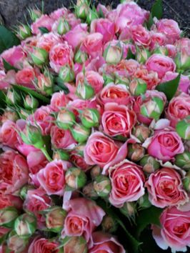 pinke Rosen