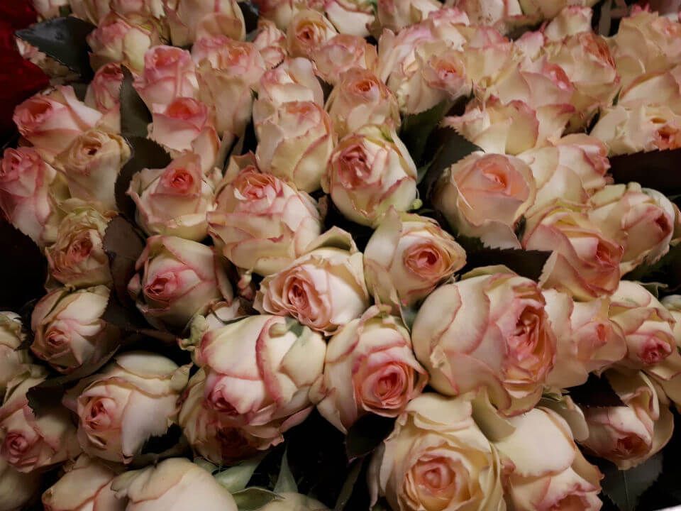 großer Rosenstrauß