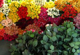 gelb, rot und orange Rosen
