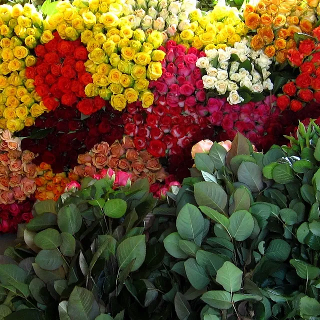 gelb, rot und orange Rosen