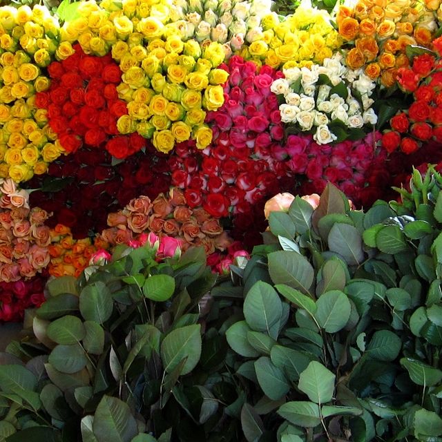 gelb, rot und orange Rosen