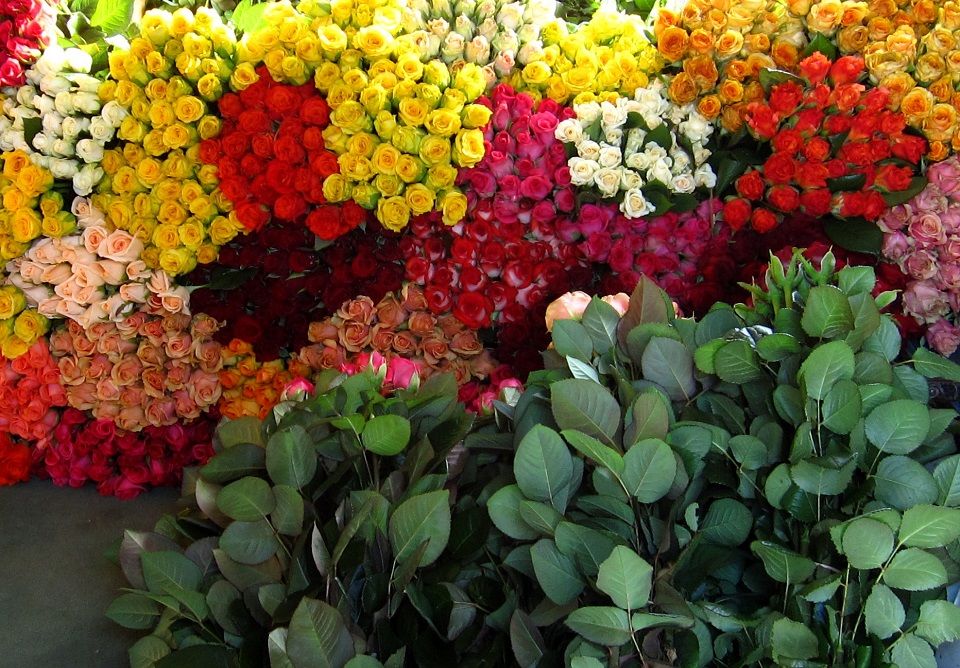 gelb, rot und orange Rosen